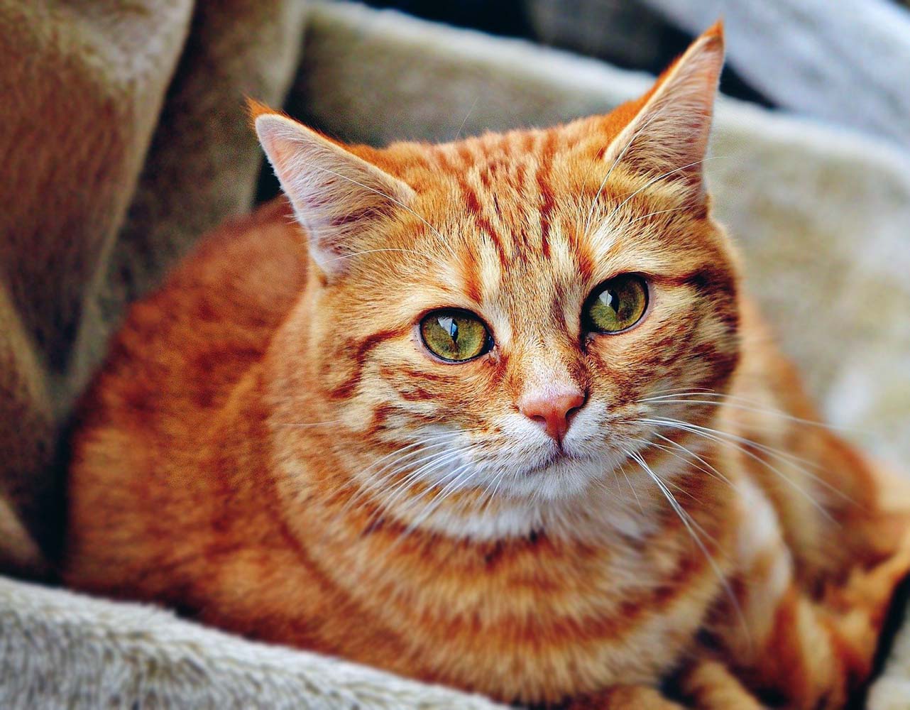 Kedilerde En Sık Görülen 6 Tehlikeli Hastalık Türü
