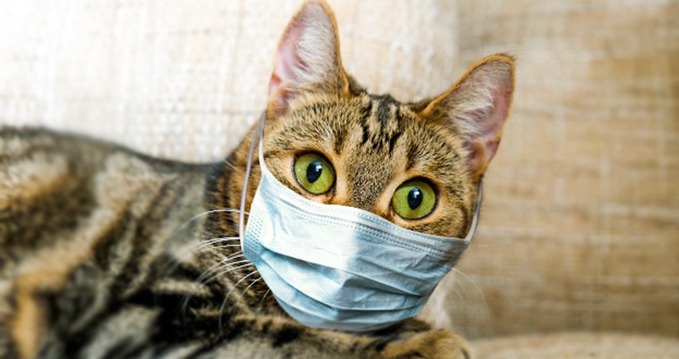 Kedilerde Fip Hastalığı Ve Corona Virüs İle Bağlantısı