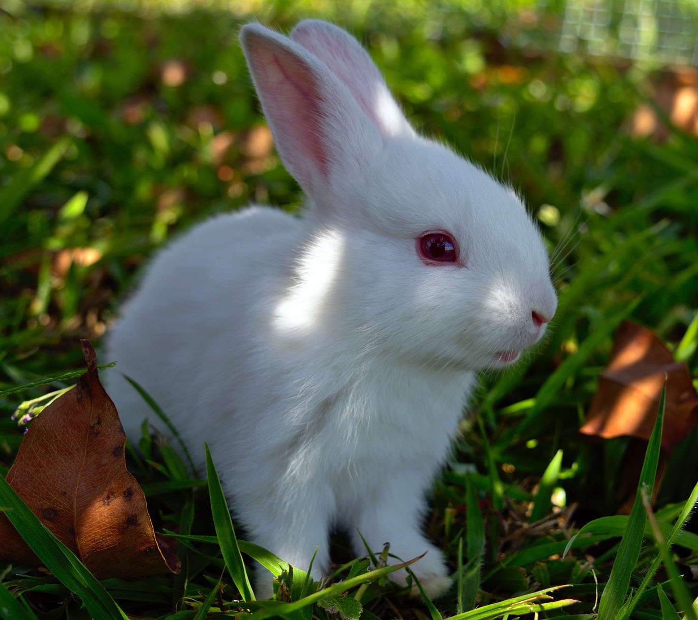 Tavşanlarda Kaşınma Sebepleri Nelerdir?