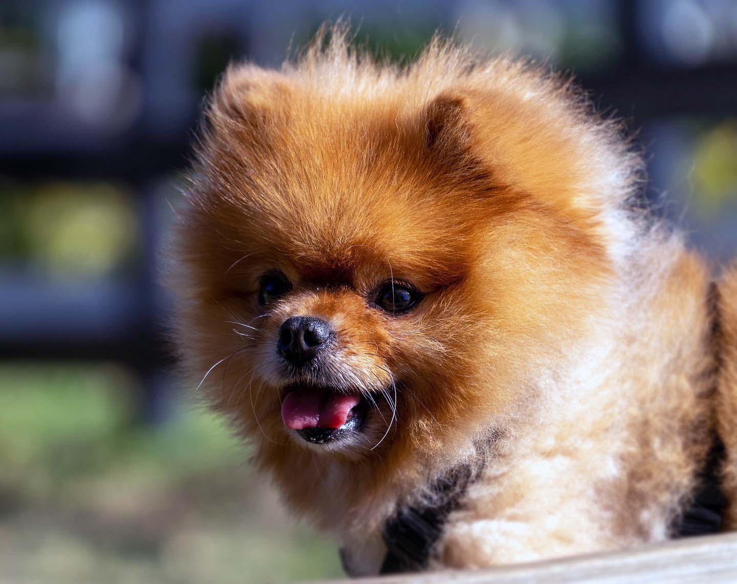 Pomeranian Köpek Irkı Tarihçesi Karakteri ve Bakımı