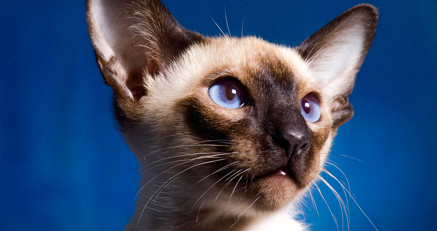 Kedilerde Göz Akıntısı Sorunu Ve Nedenleri?