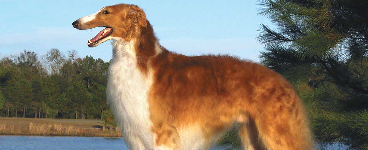 Borzoi