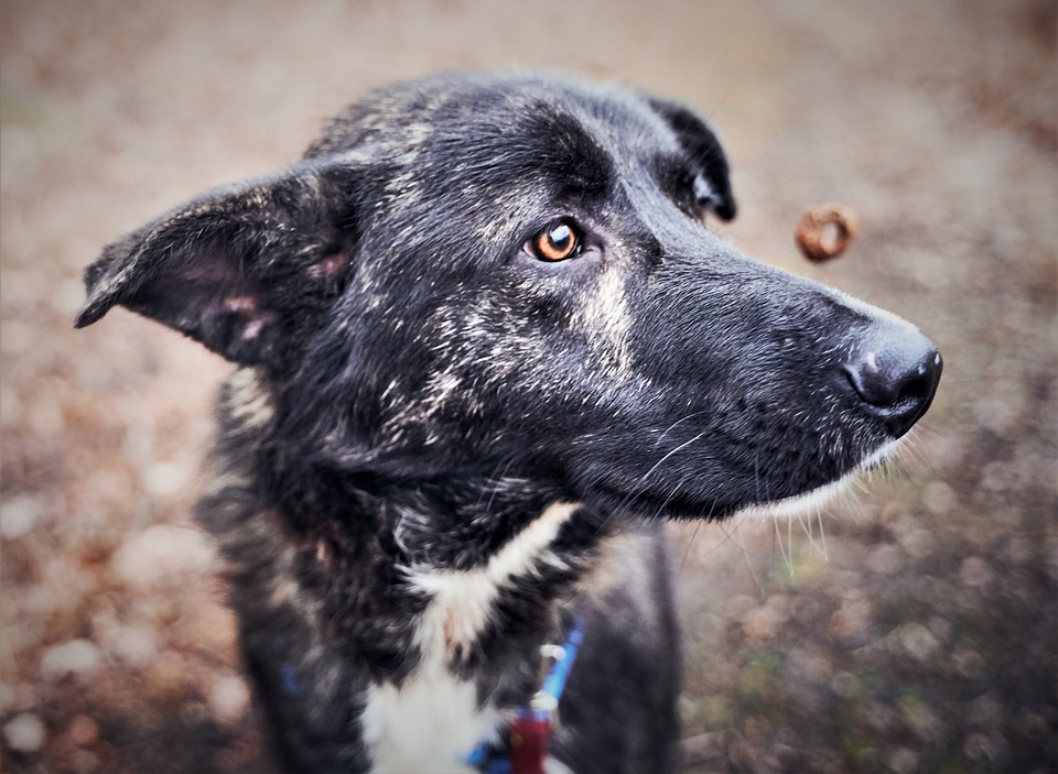 Köpekler İçin Ev Yapımı Köpek Maması Tarifleri