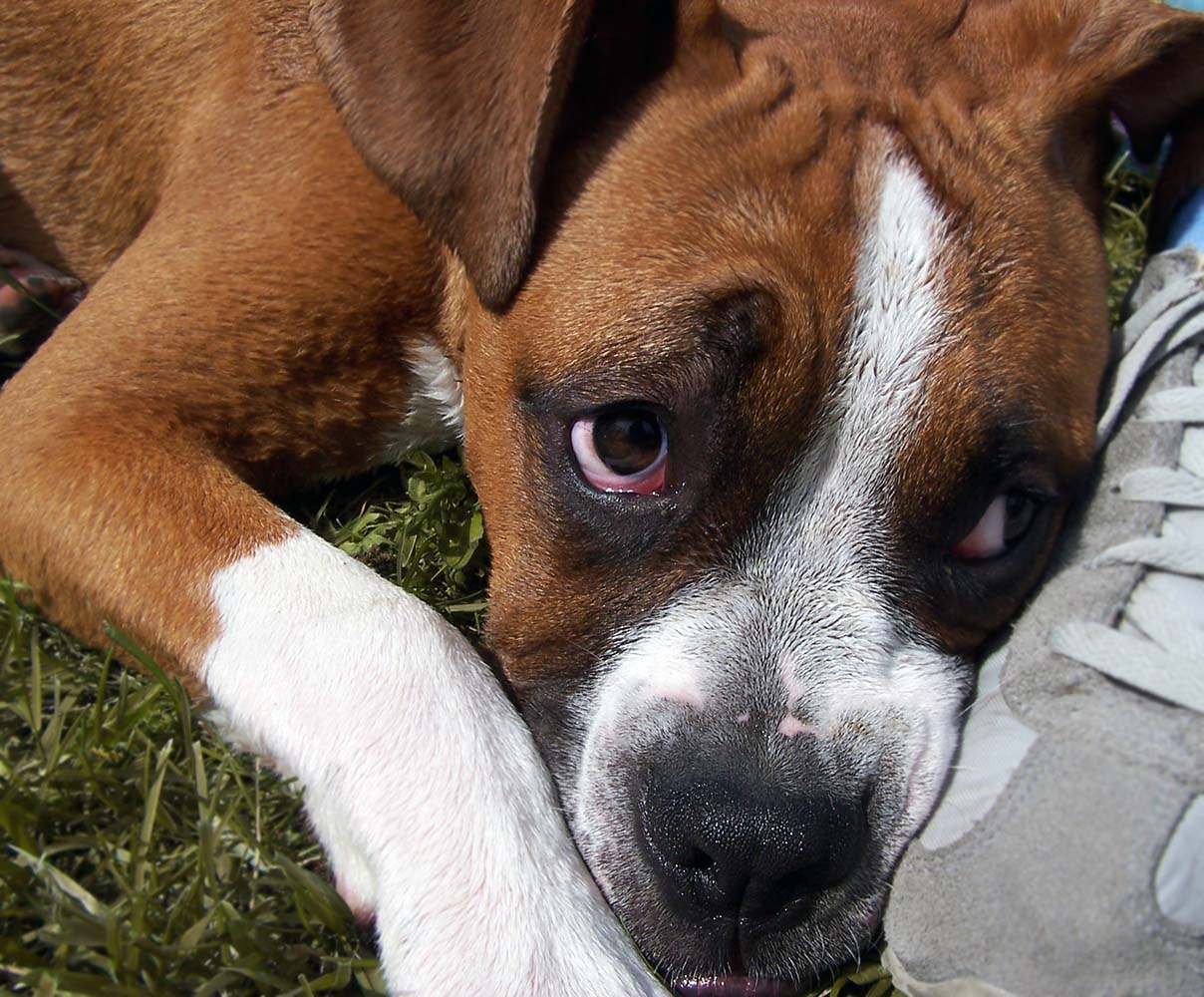 Virüs Sonrası Normal Hayata Dönünce Köpekleri Bekleyen Tehlike Ağır