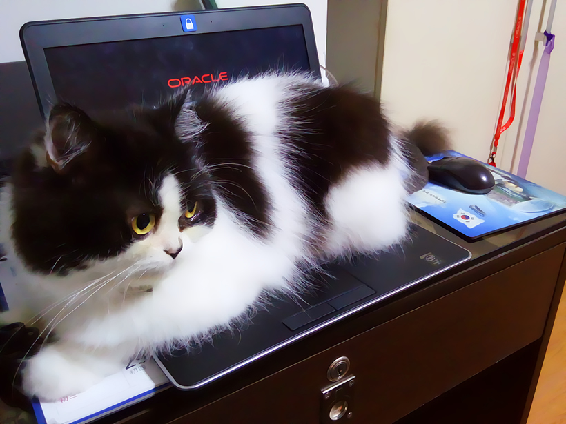 Kediler Neden Sürekli Laptop Üstüne Oturuyor?