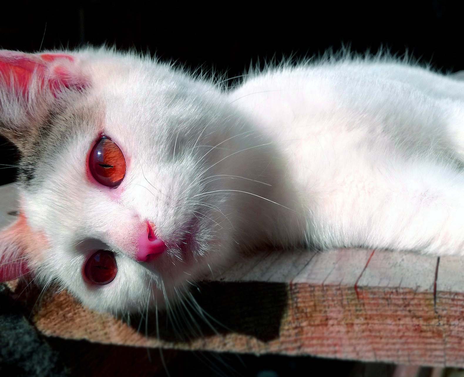 Kedilerde Öksürük Problemi ve Neden Olabileceği Hastalıklar