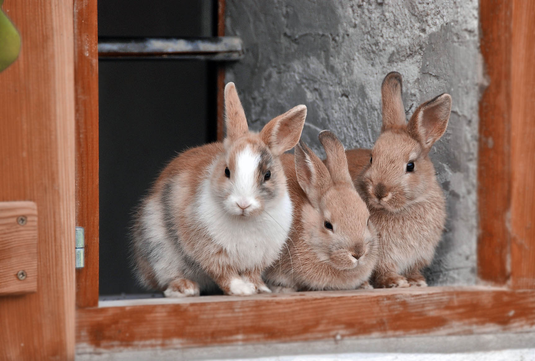 Tavşanlarda Kediler Gibi Tuvalet Eğitimi Alabilir mi?