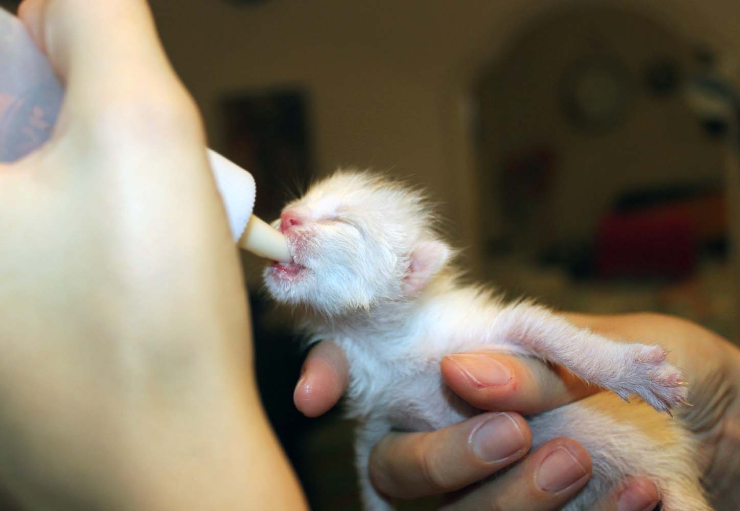 Yavru Kediler İçin Süt Tozu Nedir? Hangi Durumlarda Kullanılır?