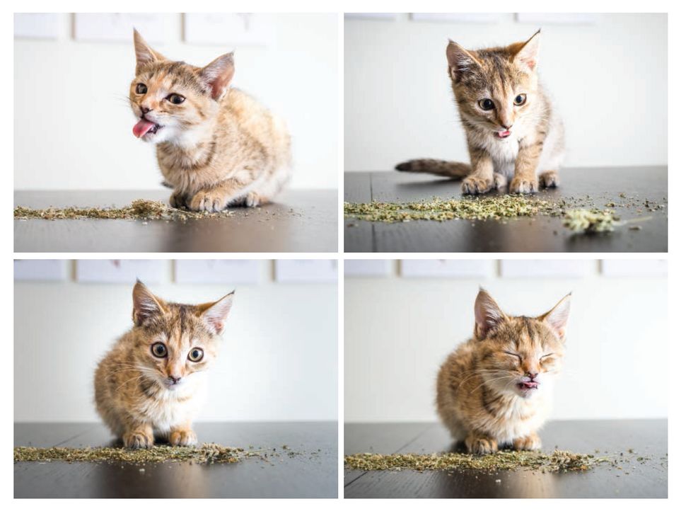 Andrew Marttila�nın Yeni Kitabı Cats on Catnip ile Kedilerin Çılgın Dünyası