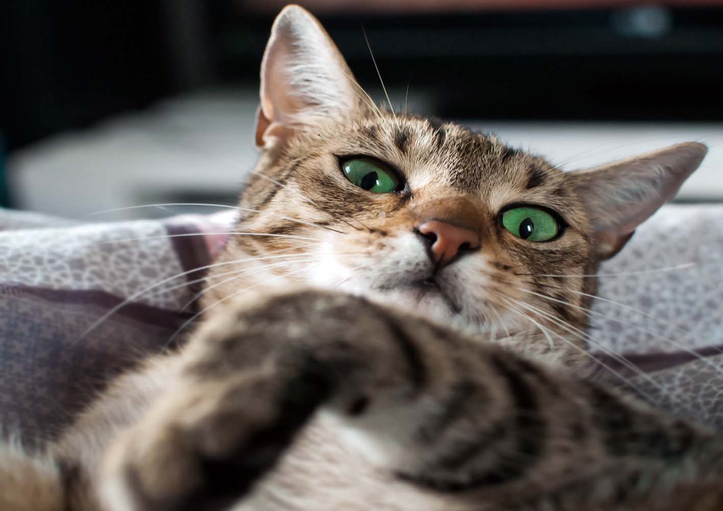 Kedi Sahiplerinin Bakım Konusunda Düştüğü 7 Hata