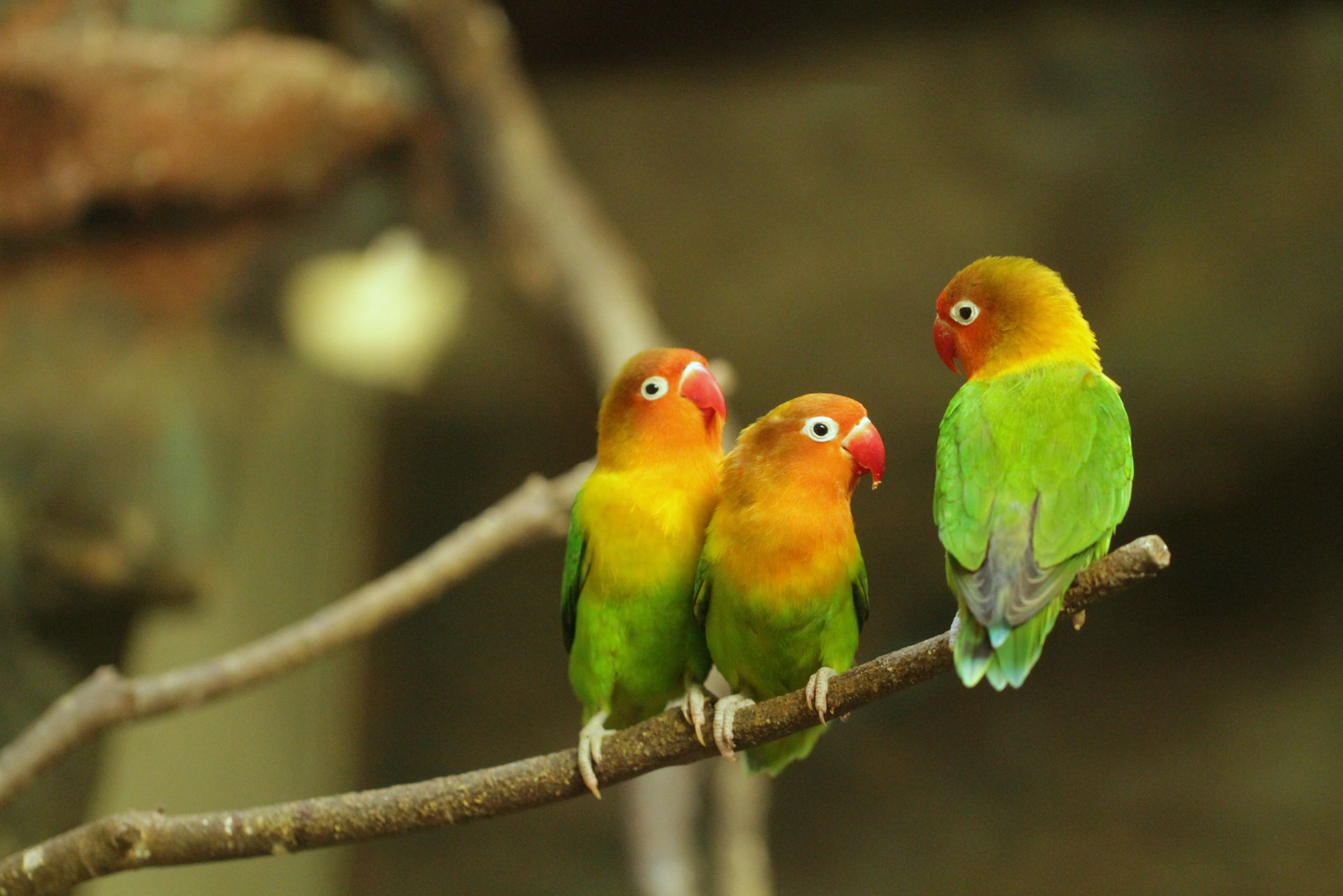 En Hızlı Konuşmayı Öğrenen 10 Papağan Türü