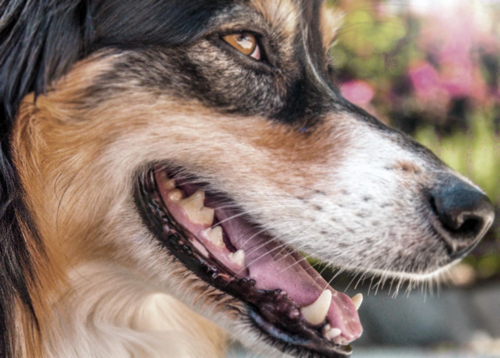 Köpeklerde Tartar Oluşumu ve Temizleme Tavsiyeleri