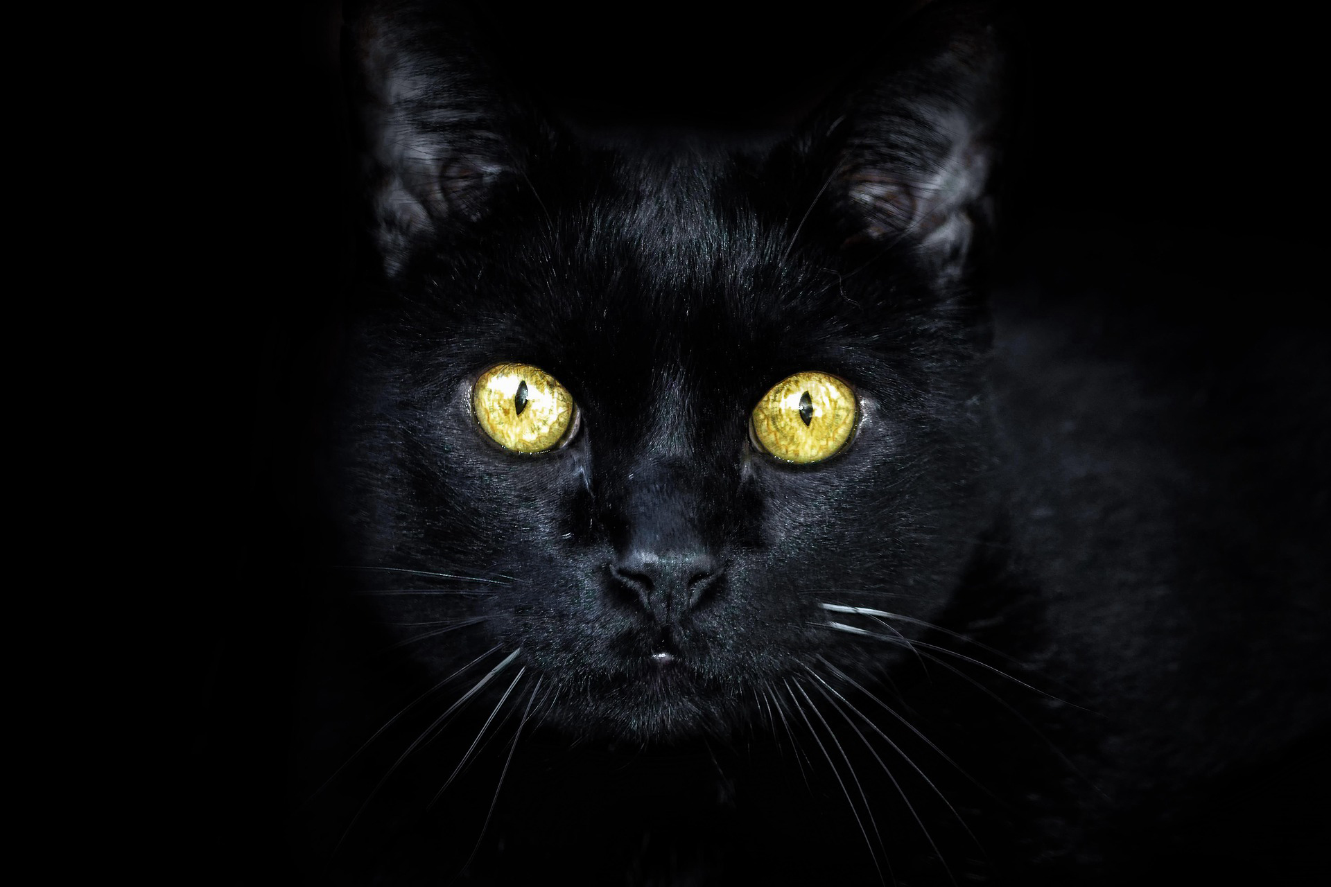 Kara Kediler Hakkında 5 Büyüleyici Gerçek