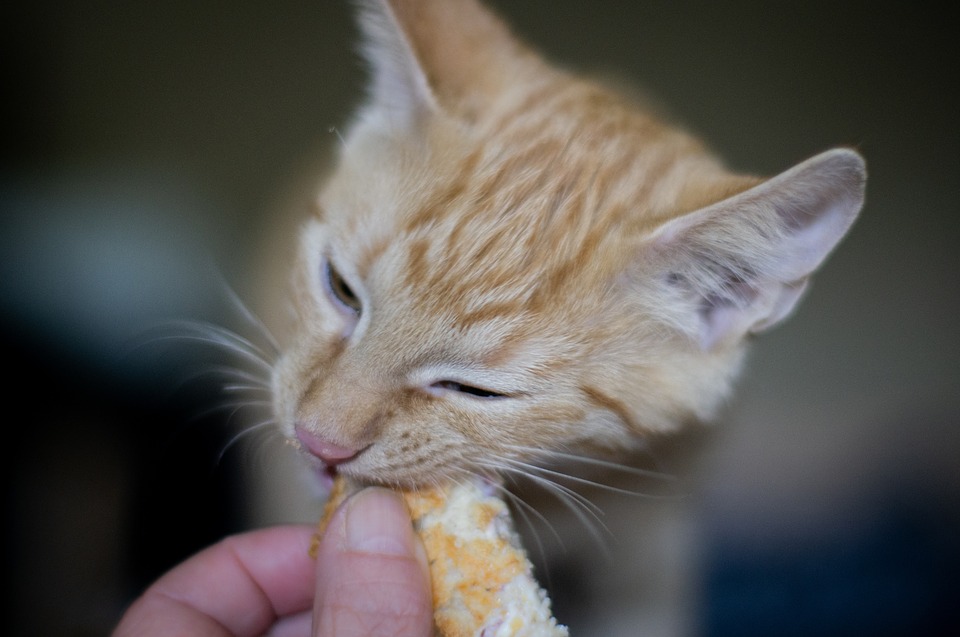 Kedilere Verilmemesi Gereken 10 Günlük Yiyecek