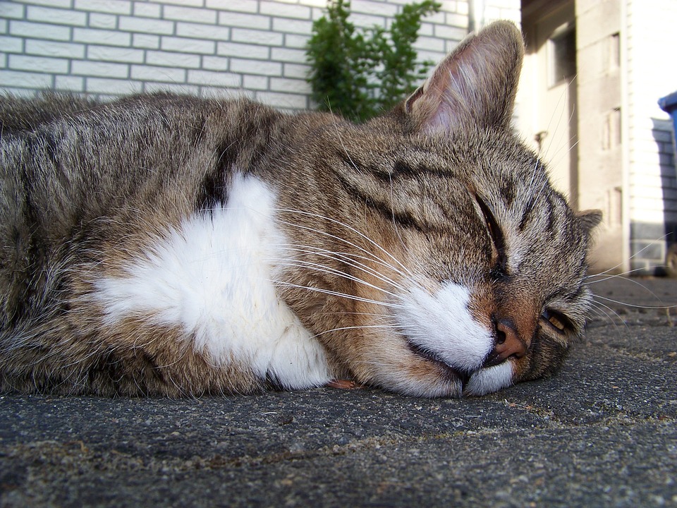 Uyku Pozisyonlarına Göre Kedinizin Karakteri Hakkında Fikir Sahibi