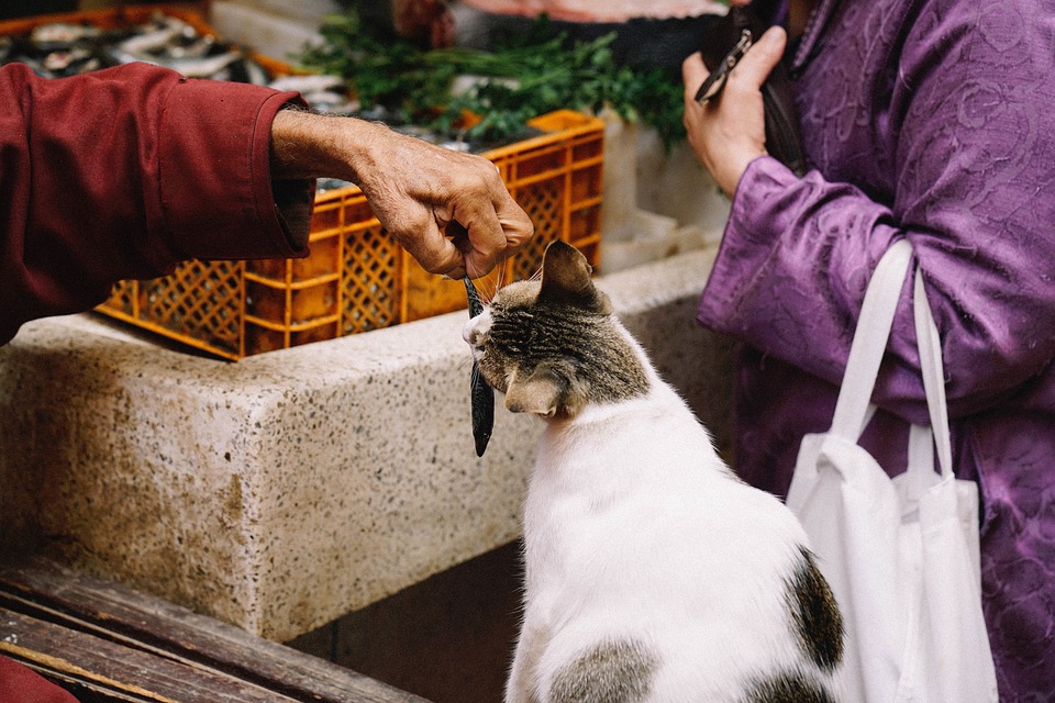 Kedi Sahiplerinin Bilmesi Gereken En Temel 9 Beslenme Bilgisi