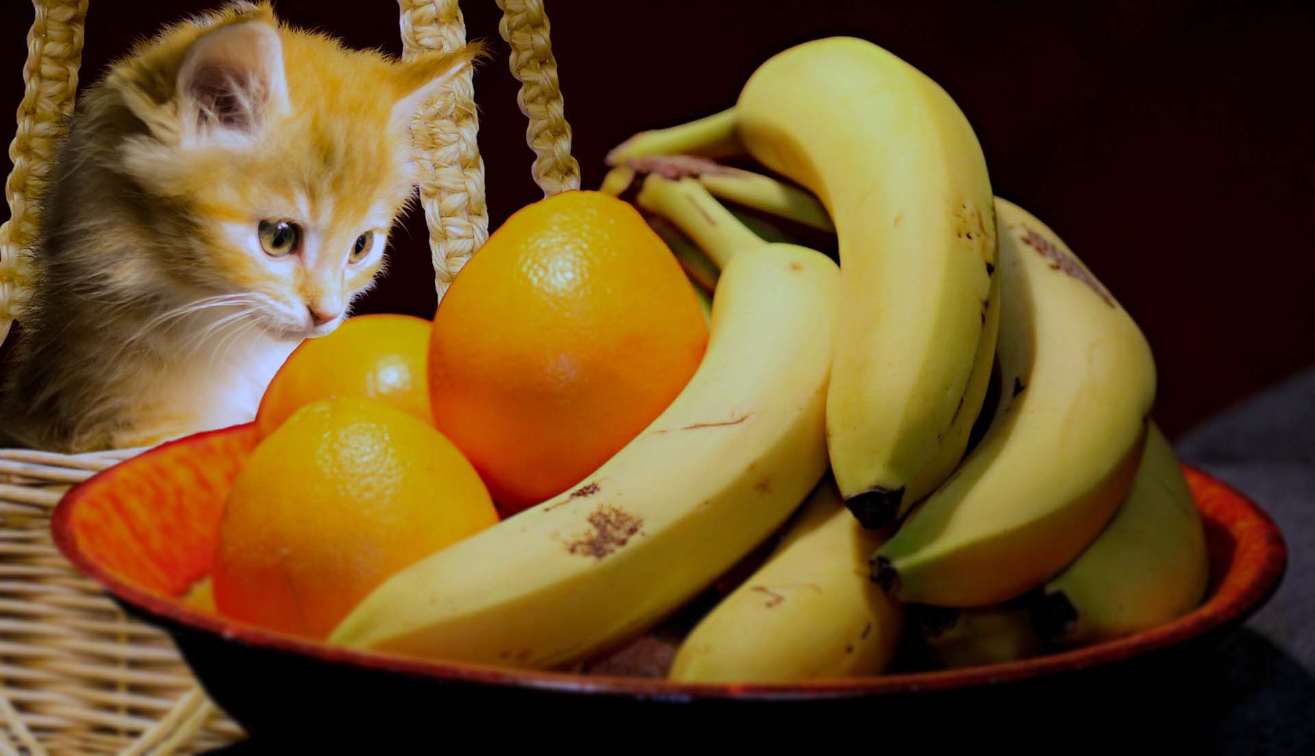 Kedilerin Beslenmesinde Faydalı Meyveler
