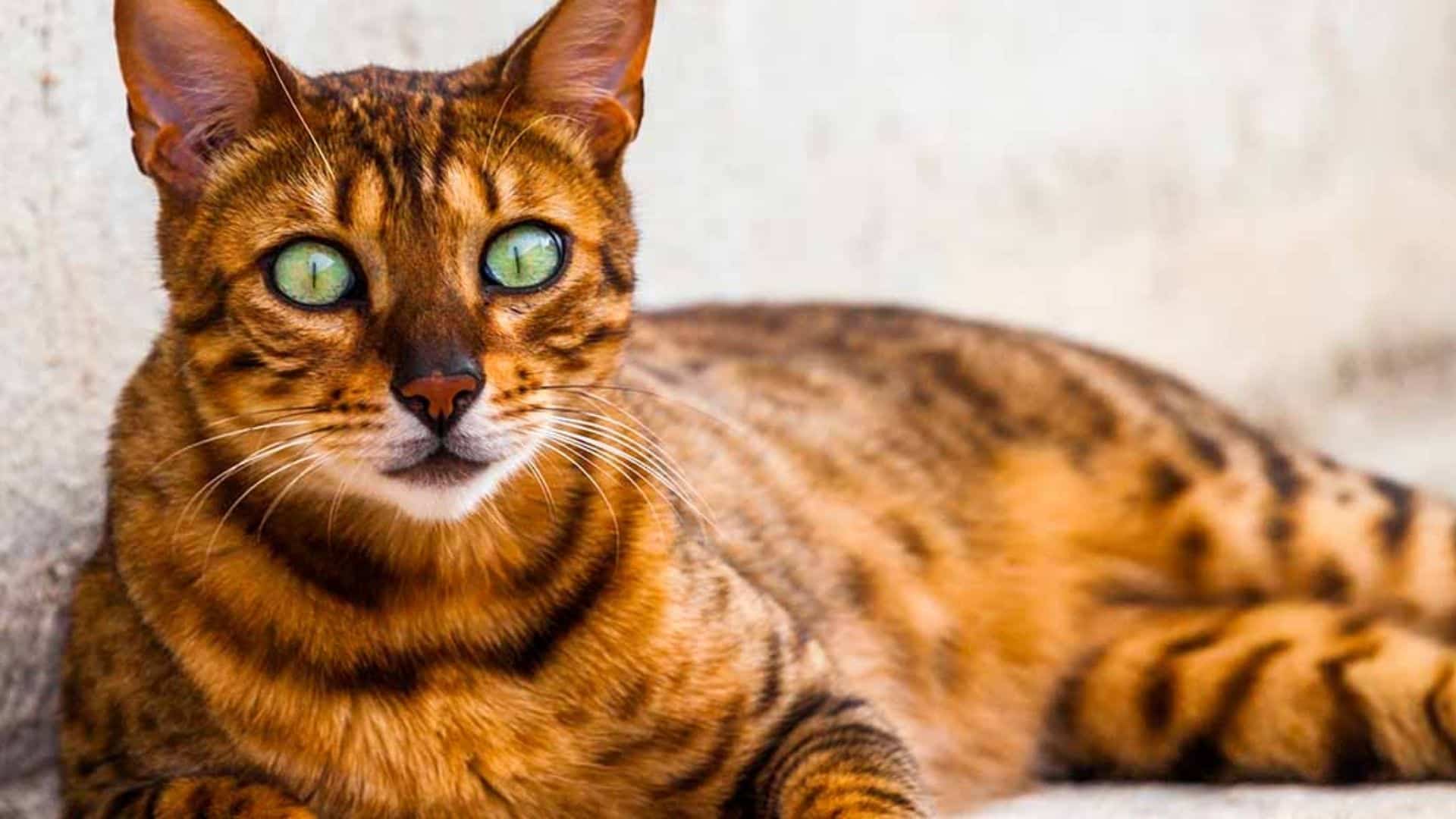 California Spangled Kedi Irkının Özellikleri ve Bakımları Hakkında