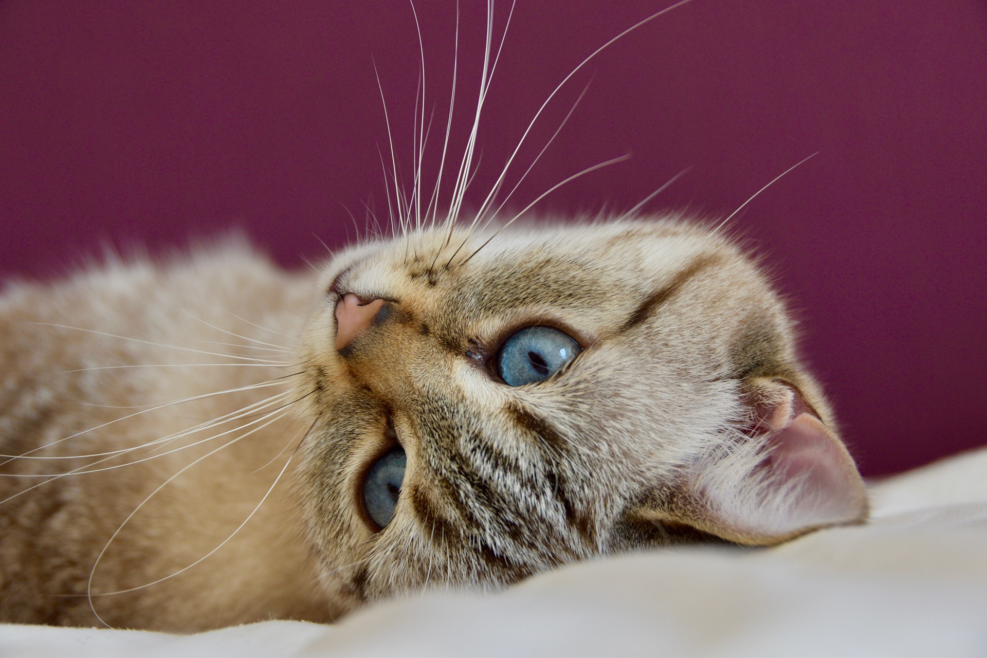 Kedi Bıyıkları Hakkında 7 İlginç Bilgi