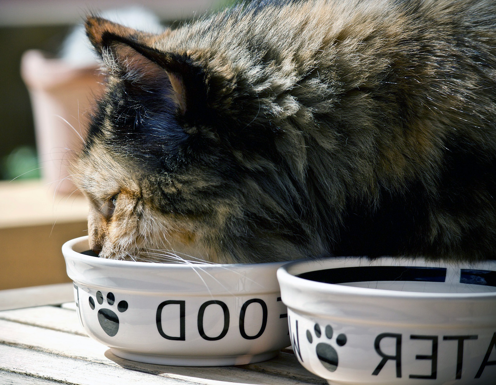 Kediler Ev Yapımı Mamaları Yiyebilir mi?