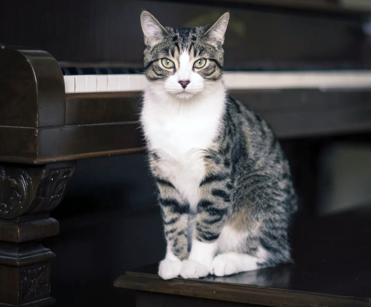 Kediniz Saf Bir Irk mı? Melez ve Safkan Kedi Farkları