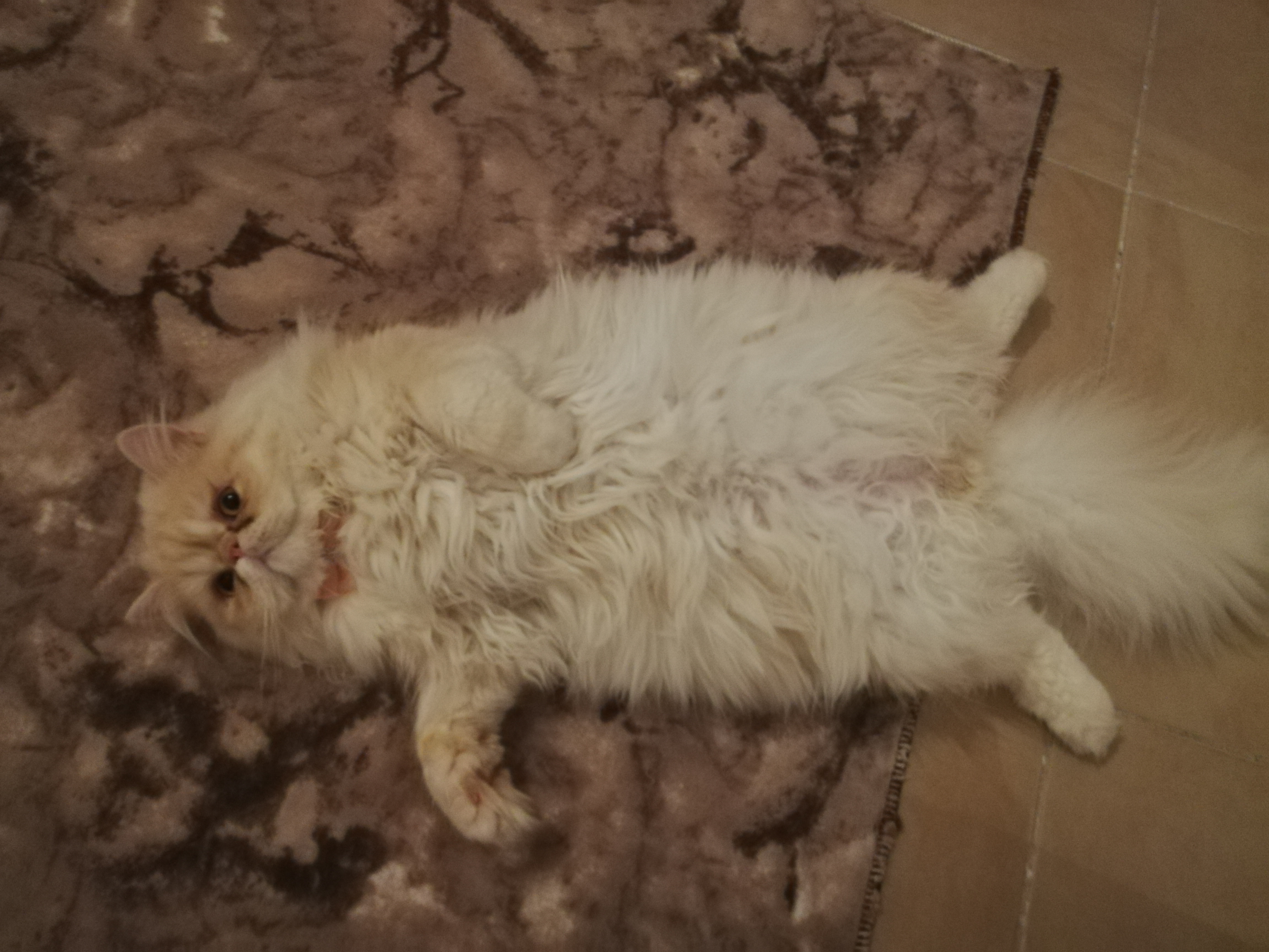 Edirne�de İran ya da chincilla çiftleştirilmek üzere dişi kedi aranıyor